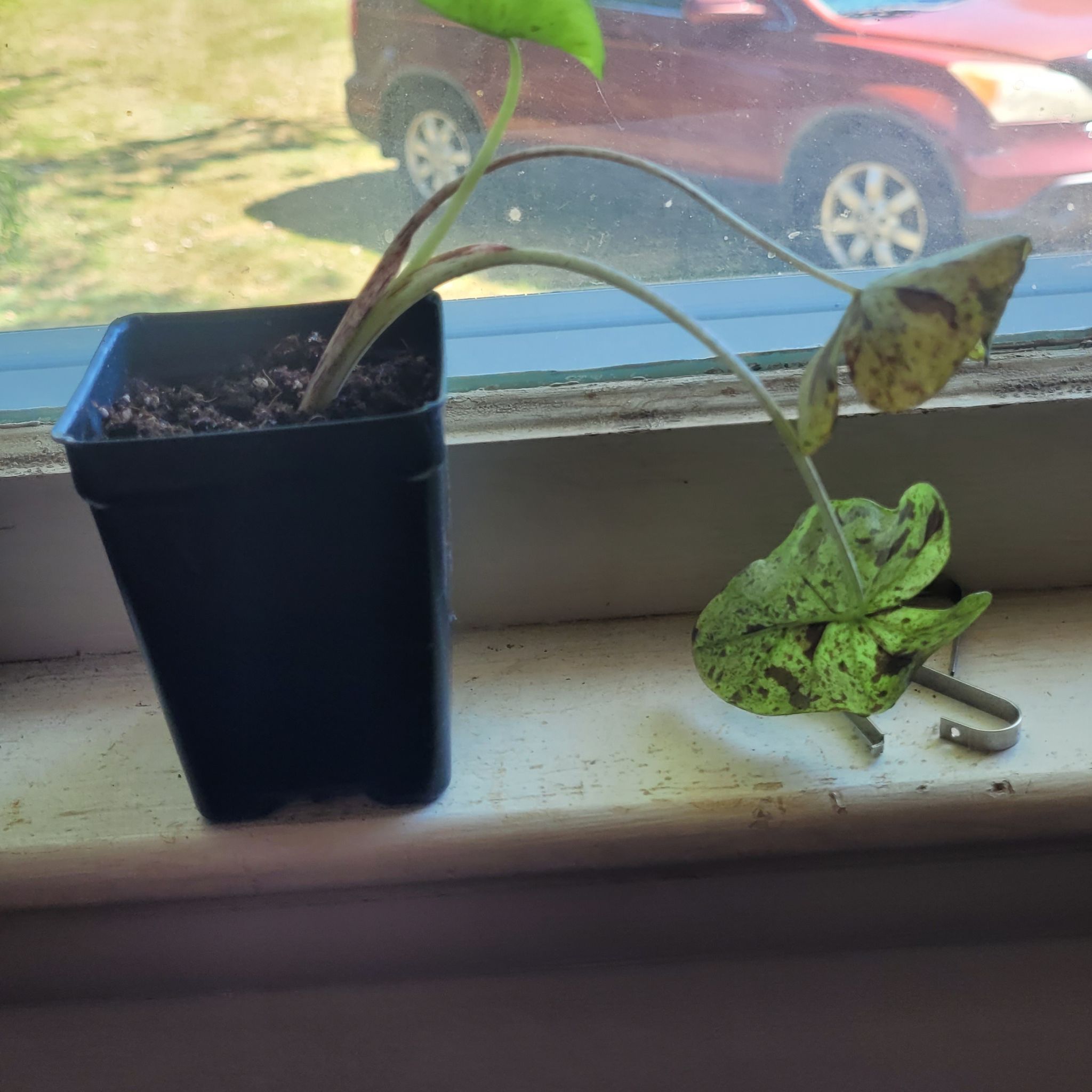 Potted Taro 'Mojito' plant on a windowsill with some discolored leaves.