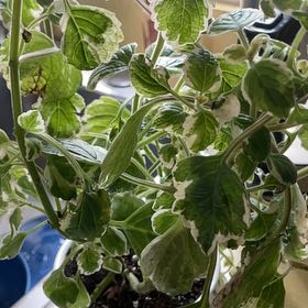 Photo of the plant species Iboza Vine by @SprightlyAtom named Winston on Greg, the plant care app