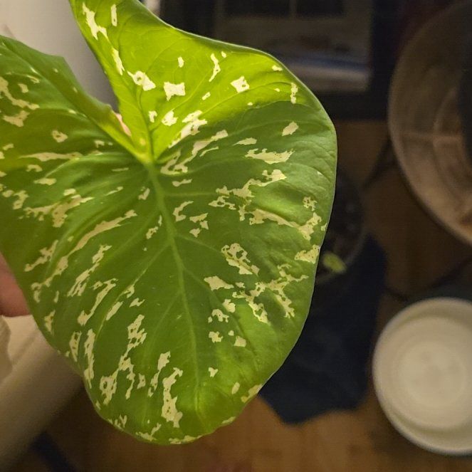 Photo of the plant species Alocasia by @MiracleSalsify named Tupot amaroot on Greg, the plant care app