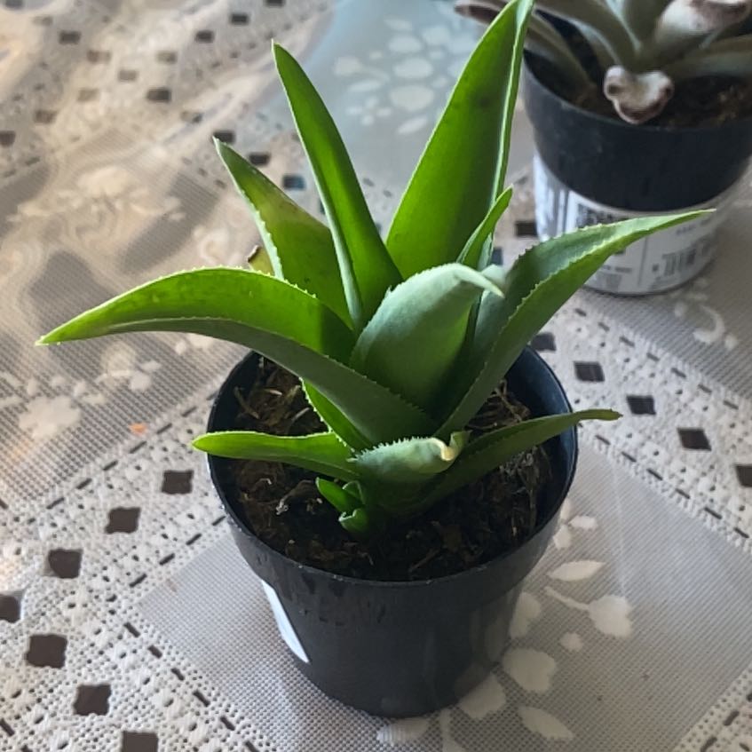 Photo of the plant species Aloe ciliaris by @EfficientMystax named Wall-E on Greg, the plant care app