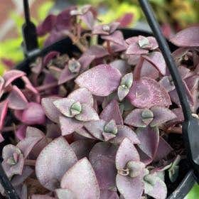 Photo of the plant species Crassula vaginata by @SportiveRedlog named Delilah on Greg, the plant care app