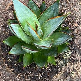 Photo of the plant species Agave Shawii by @BigwigPlumtree named Tree Diddy on Greg, the plant care app