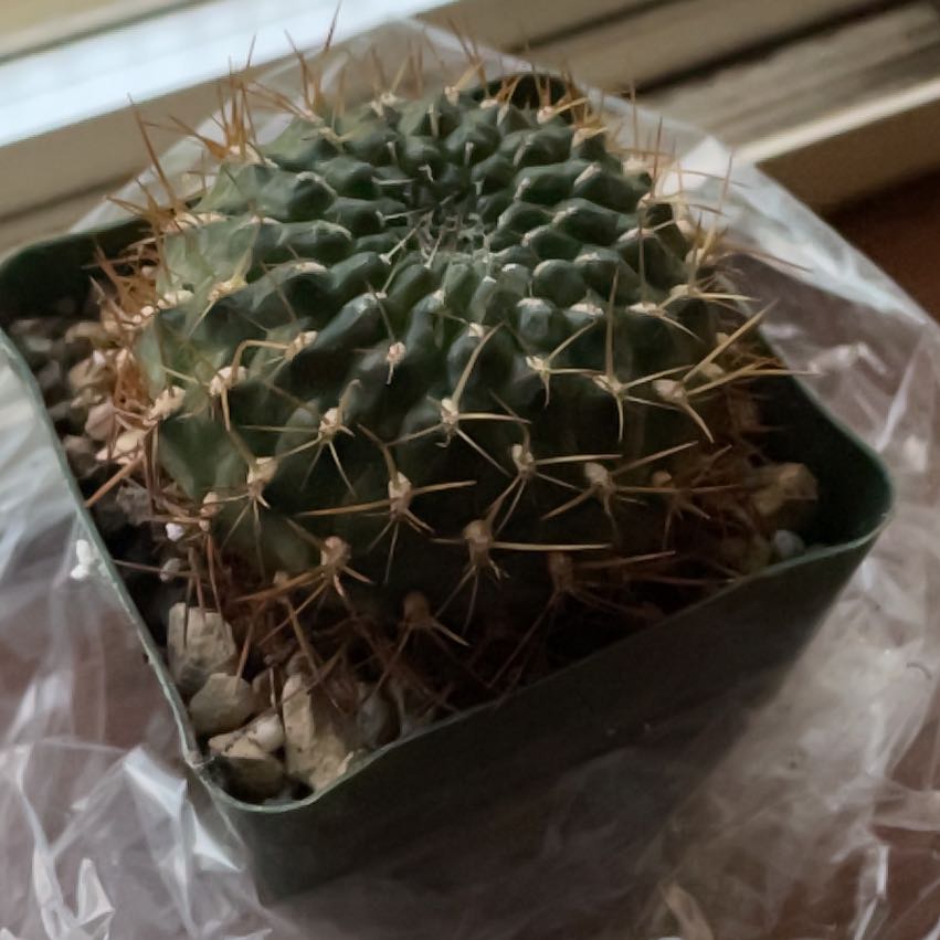 Plant care for Rebutia arenacea on Greg, the plant care app