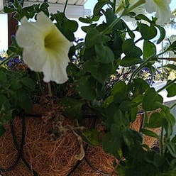 Large White Petunia plant