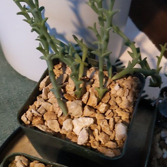 Photo of the plant species Doringvygie by @BuffViolet named Marley on Greg, the plant care app