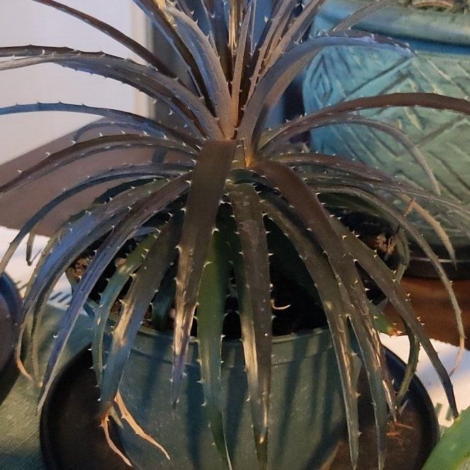 Photo of the plant species Grape Jelly Dyckia by @BuffViolet named Sage on Greg, the plant care app