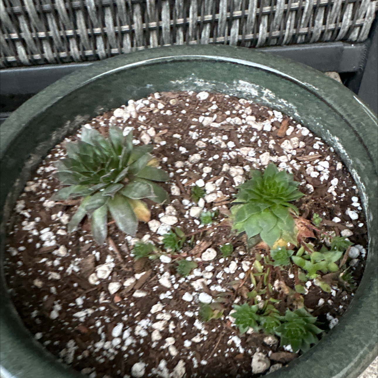 Photo of the plant species Hens and Chicks by @FairCaladium named Sempervivum “Carmen” on Greg, the plant care app