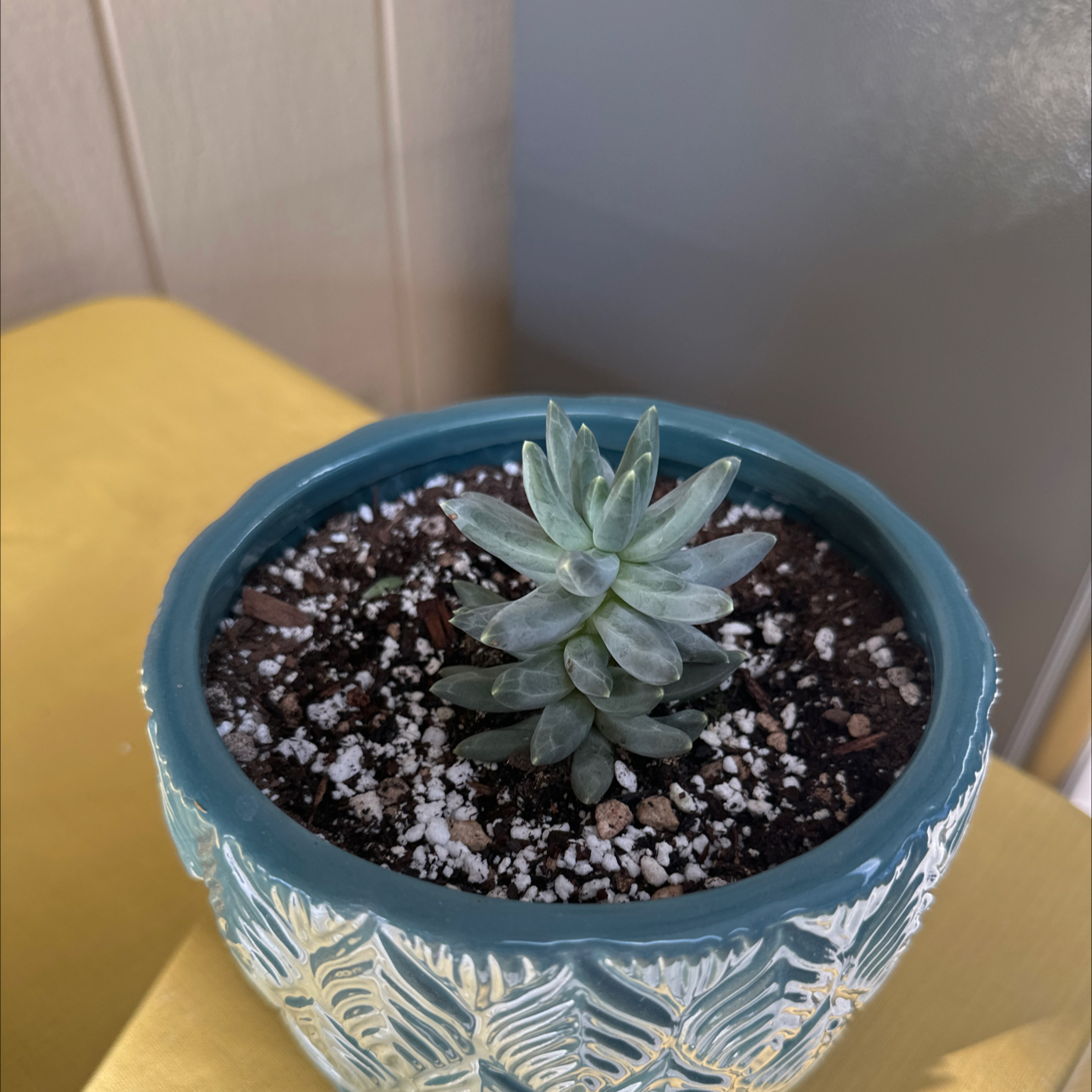 Photo of the plant species Pachyphytum compactum f. cristata by @FairCaladium named Little Jewel on Greg, the plant care app