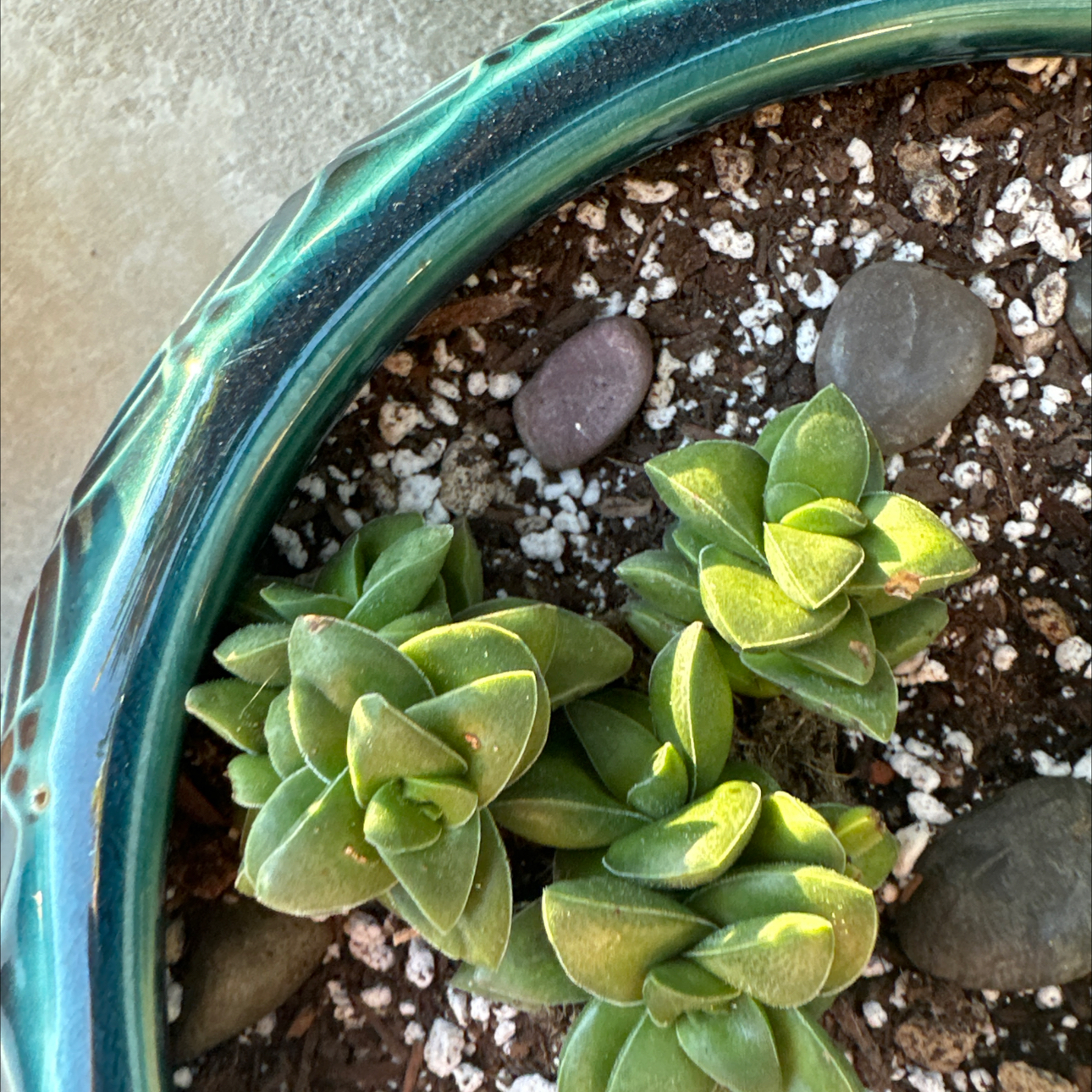 Crassula 'Springtime' plant in a pot with visible soil and pebbles.