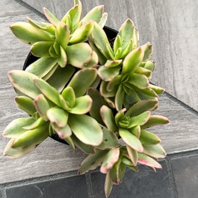 Photo of the plant species Crassula capitella 'Variegata' by @FairCaladium named Sir Plancelot on Greg, the plant care app