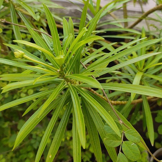 Yellow Oleander uploaded to the Greg plant app by @AlertAppletree
