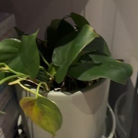 Photo of the plant species Philodendron Green Apple by @StoriedPinklaui named Rosa on Greg, the plant care app