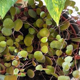Photo of the plant species Trailing Jade by @SacTechMom named Athena on Greg, the plant care app