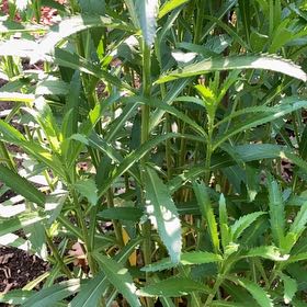 Photo of the plant species New South Wales Waratah by @FoxyCorndaisy named Nemo on Greg, the plant care app