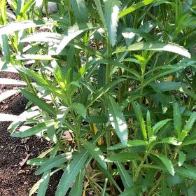 Photo of the plant species Alligatorweed by @FoxyCorndaisy named Willow on Greg, the plant care app