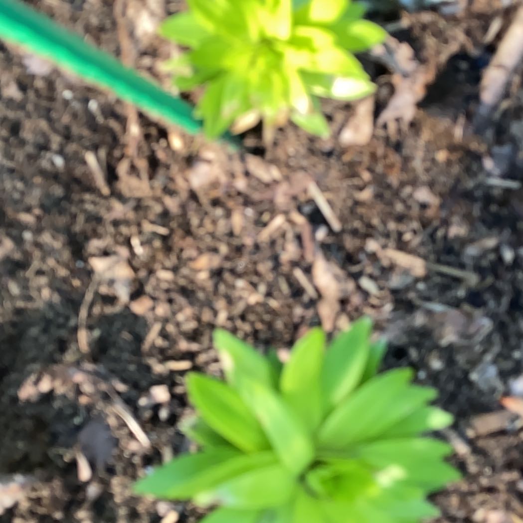 Photo of the plant species Winter Aconite by @FoxyCorndaisy named Lola on Greg, the plant care app