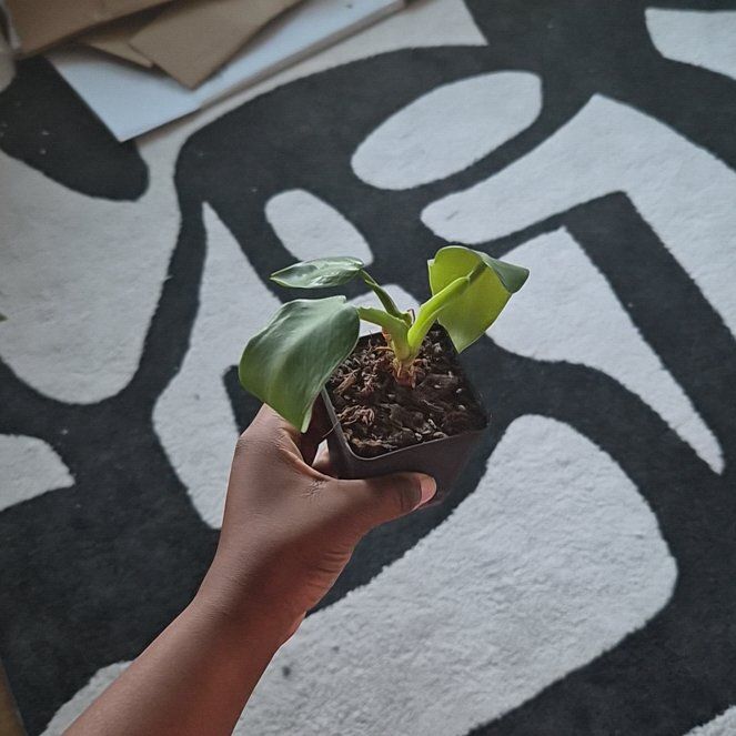 Photo of the plant species Philodendron Jose Bueno Fiesta by @RestfulPinkruby named Lebron on Greg, the plant care app