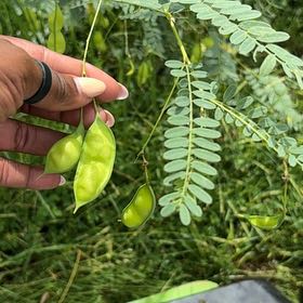 Photo of the plant species Colorado Riverhemp by @SirGhostplant named Mollie on Greg, the plant care app