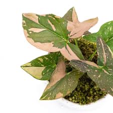 Photo of the plant species syngonium green splash by @WiseCebenese named Osmo on Greg, the plant care app