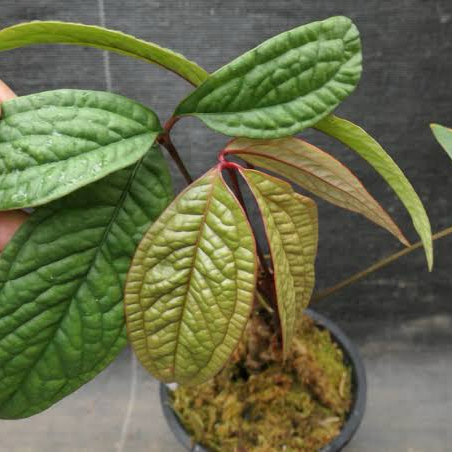 Photo of the plant species Anthurium arisaemoides by @WiseCebenese named Luna on Greg, the plant care app