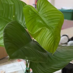 Photo of the plant species Philodendron Tenue by @WiseCebenese named Foxxy on Greg, the plant care app
