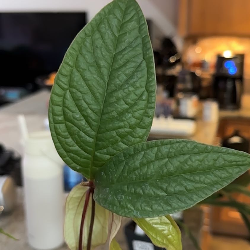 Photo of the plant species Anthurium arisaemoides by @WiseCebenese named Tree Diddy on Greg, the plant care app