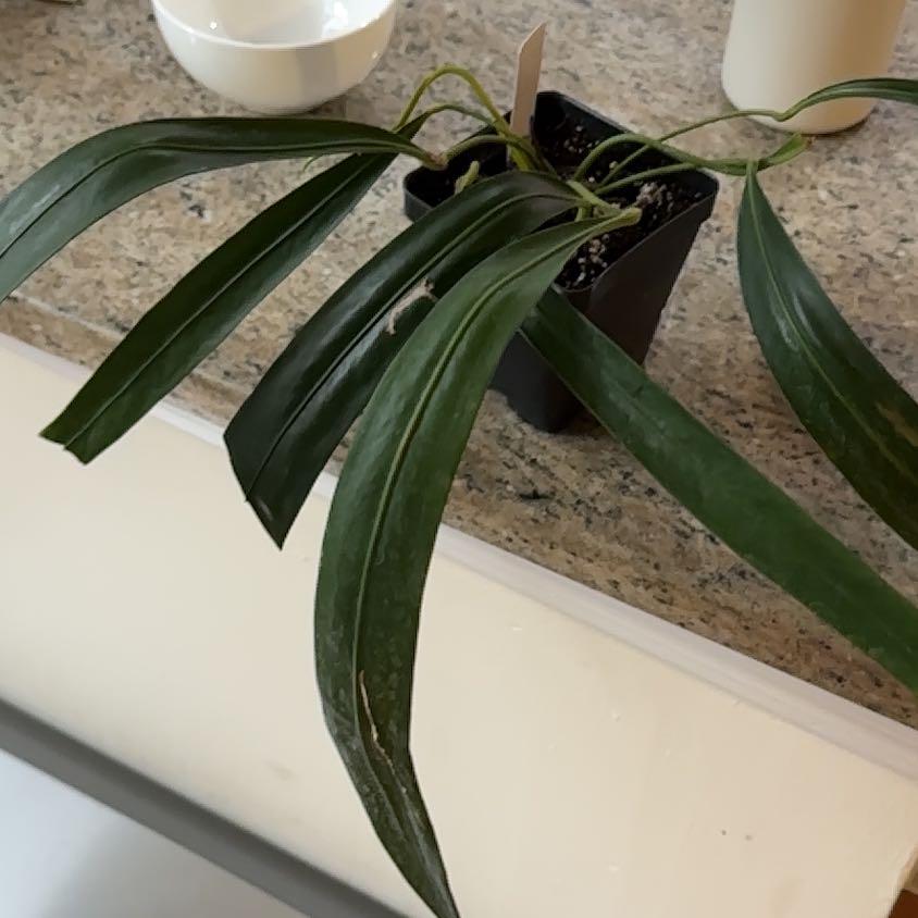 Photo of the plant species Anthurium pendens by @WiseCebenese named da Vinci on Greg, the plant care app