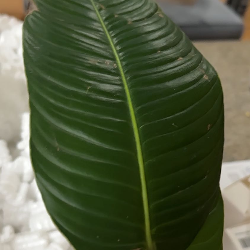 Photo of the plant species Philodendron scherberichii by @WiseCebenese named Treeyoncé on Greg, the plant care app