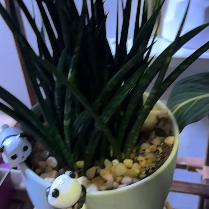 Photo of the plant species Sansevieria 'Fernwood' by @WiseCebenese named Surya on Greg, the plant care app