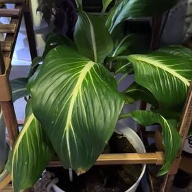 Photo of the plant species Dumb Cane by @WiseCebenese named Khaleesi on Greg, the plant care app