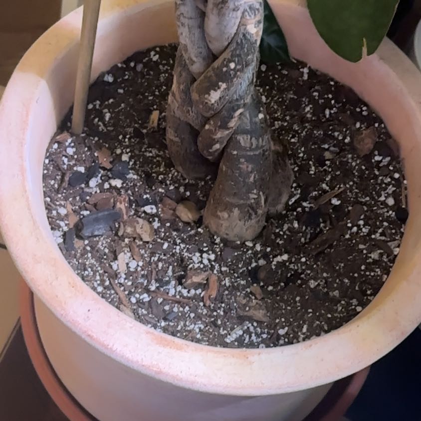 Photo of the plant species Rocca Verde by @WiseCebenese named Scarlett on Greg, the plant care app