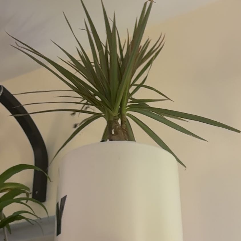 Photo of the plant species marginata cane by @WiseCebenese named WIN HANG S1 Harper on Greg, the plant care app