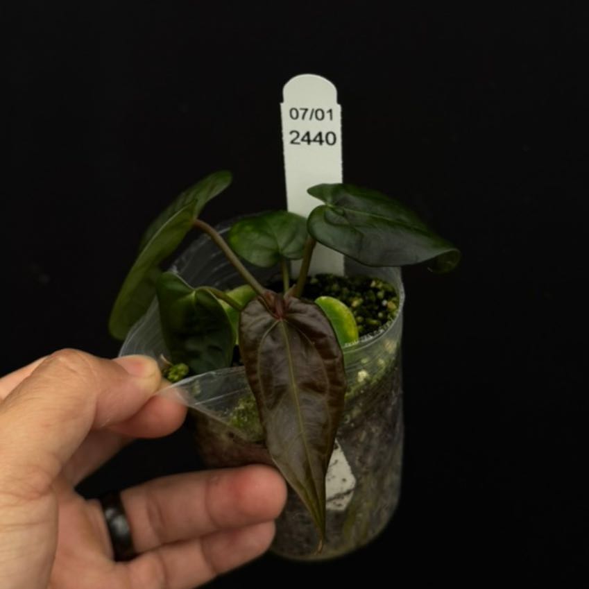 Photo of the plant species Anthurium papillilaminum Ace Of Spades by @WiseCebenese named Prince on Greg, the plant care app