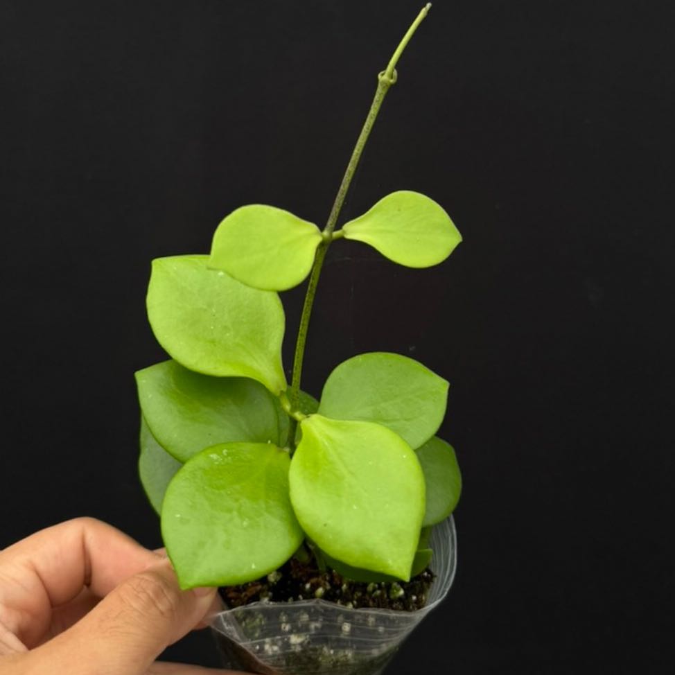 Photo of the plant species Hoya anulata by @WiseCebenese named Naomi on Greg, the plant care app
