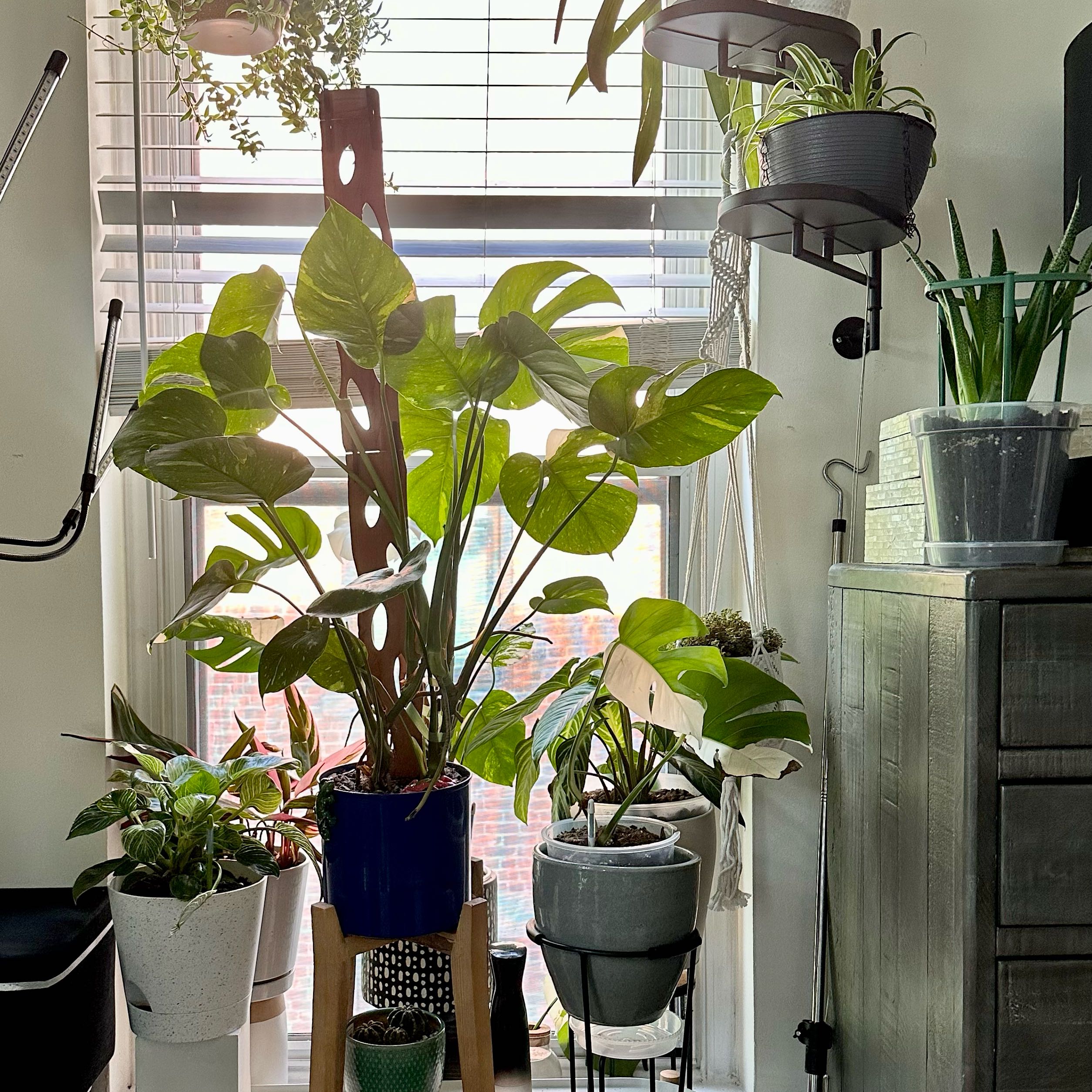Photo of the plant species Sterling Dieffenbachia by @WiseCebenese named SW2 Duke on Greg, the plant care app