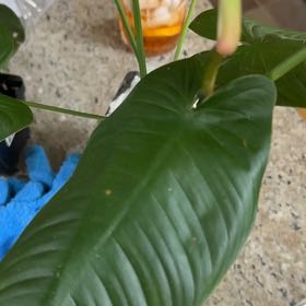 Photo of the plant species Philodendron scherberichii by @WiseCebenese named Baesil on Greg, the plant care app