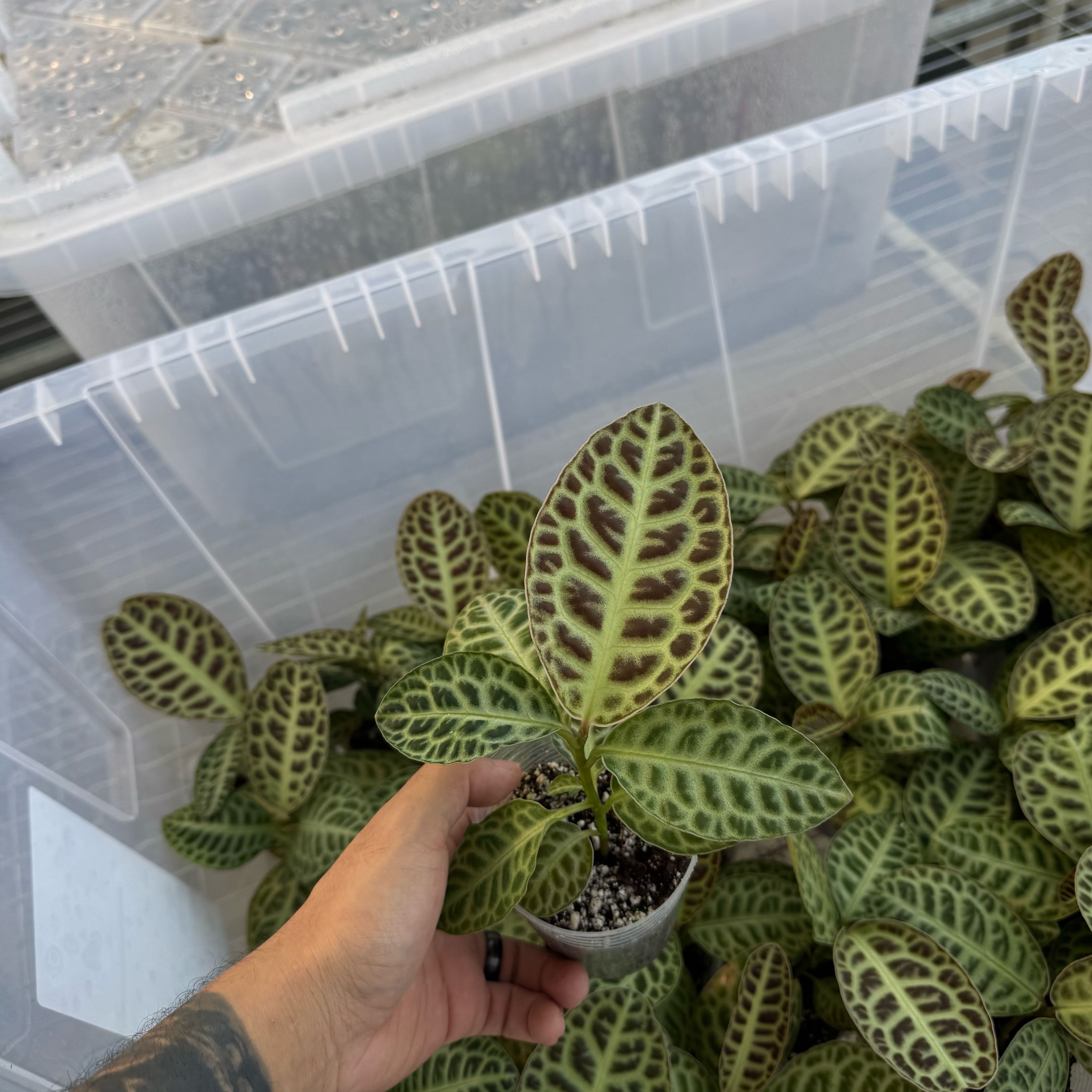 Photo of the plant species Labisia Turtle Back by @WiseCebenese named Pax on Greg, the plant care app