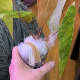 Photo of the plant species Anthurium Bvep by @WiseCebenese named Cleopatra on Greg, the plant care app