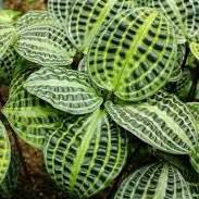Photo of the plant species Jungle diva 'Roxie' by @WiseCebenese named Gregarious on Greg, the plant care app