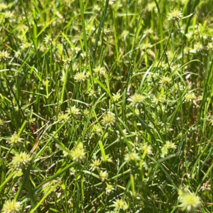 Photo of the plant species Rush-Stem Clematis by @AlertMarshfern named Bruce Lee on Greg, the plant care app