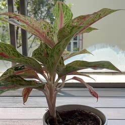 Red Siam Aurora Aglaonema plant