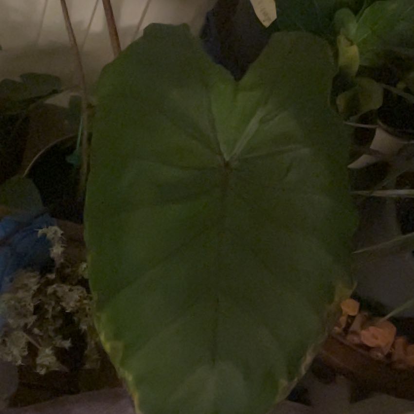 Photo of the plant species Elephant Ear by @BossSilversage named Sahara on Greg, the plant care app