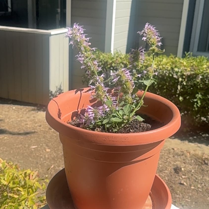 Photo of the plant species Hummingbird Mint by @CooperGiardino named Sherlock on Greg, the plant care app