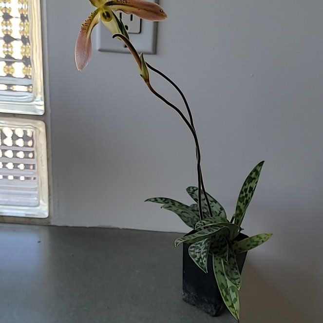 Photo of the plant species Venus Slipper by @TenableDyebush named Elina on Greg, the plant care app