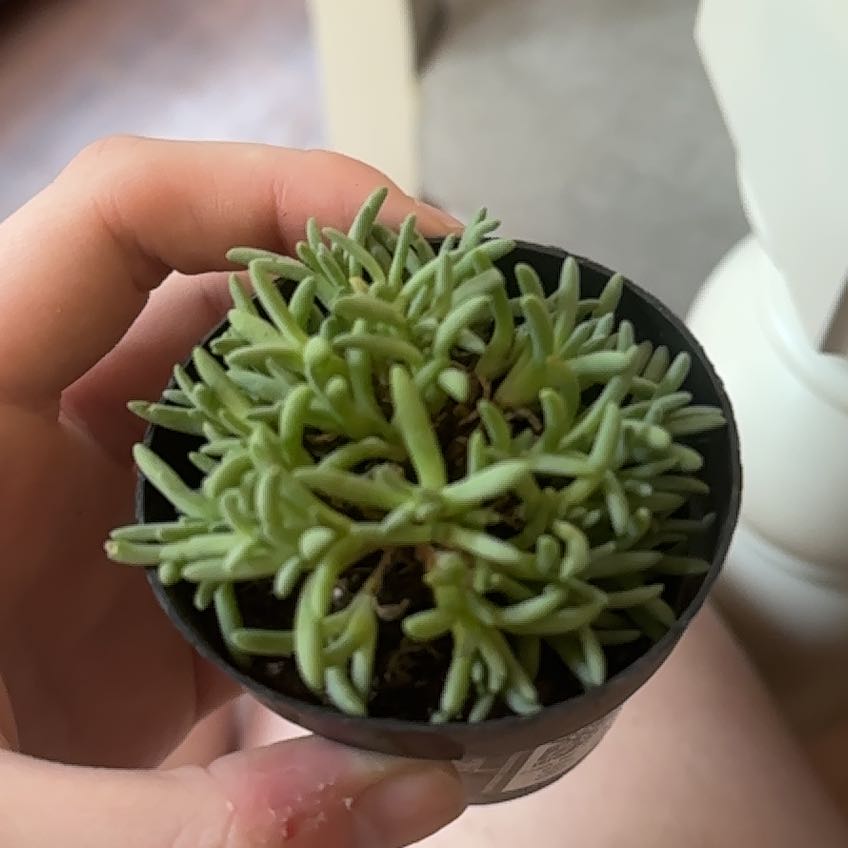 Plant care for Jacobsen's Cone Plant on Greg, the plant care app