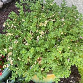 Photo of the plant species Sweet Pea Bush by @AngelicWaxvine named Front 3 on Greg, the plant care app