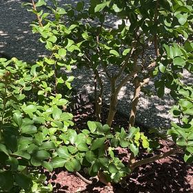 Photo of the plant species Cape Myrtle by @AngelicWaxvine named Fernie Saunders on Greg, the plant care app