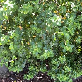 Photo of the plant species Sky Pencil Holly by @AngelicWaxvine named Fernie Mercury on Greg, the plant care app