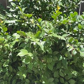 Photo of the plant species Common Camellia by @AngelicWaxvine named Spike Leaves on Greg, the plant care app