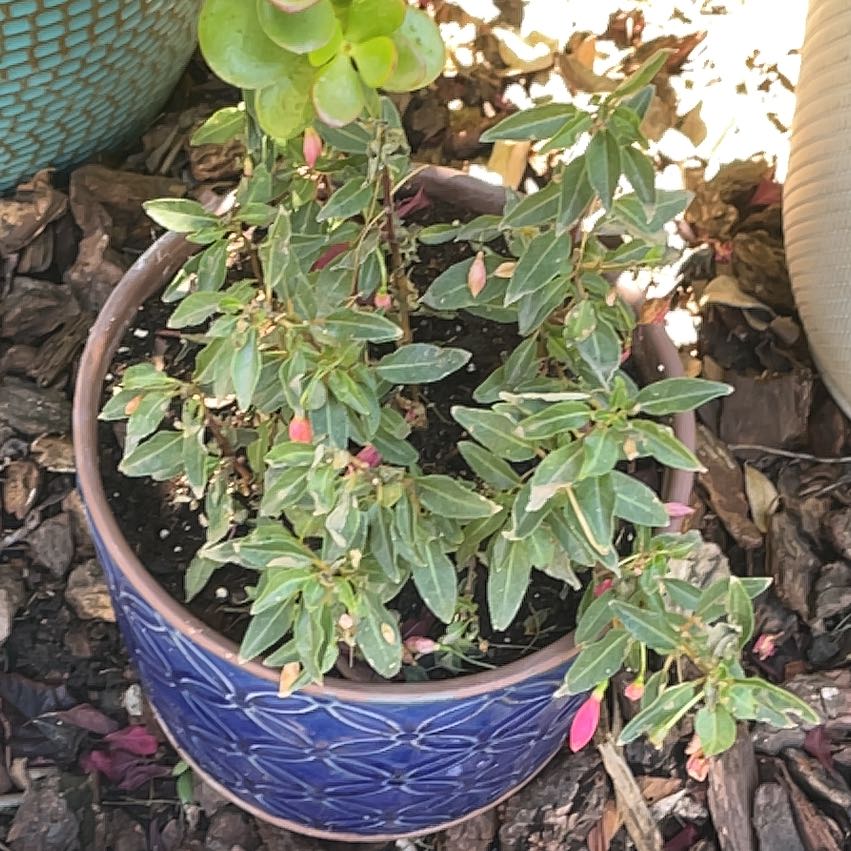 Photo of the plant species Lindheimer's Beeblossom by @AngelicWaxvine named Robert Plant on Greg, the plant care app